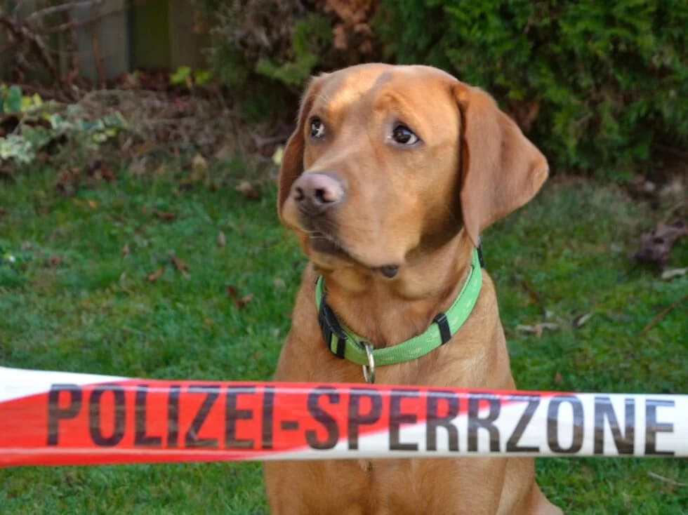 Der Labrador Milo sitzt im Garten hinter einem rot-weissen Polizei-Absperrband